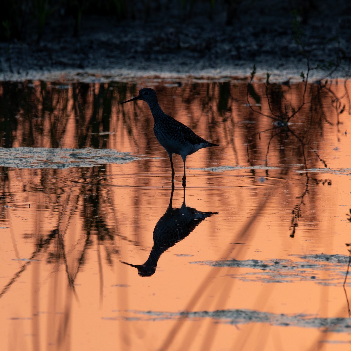 Lesser Yellowlegs - ML639588422