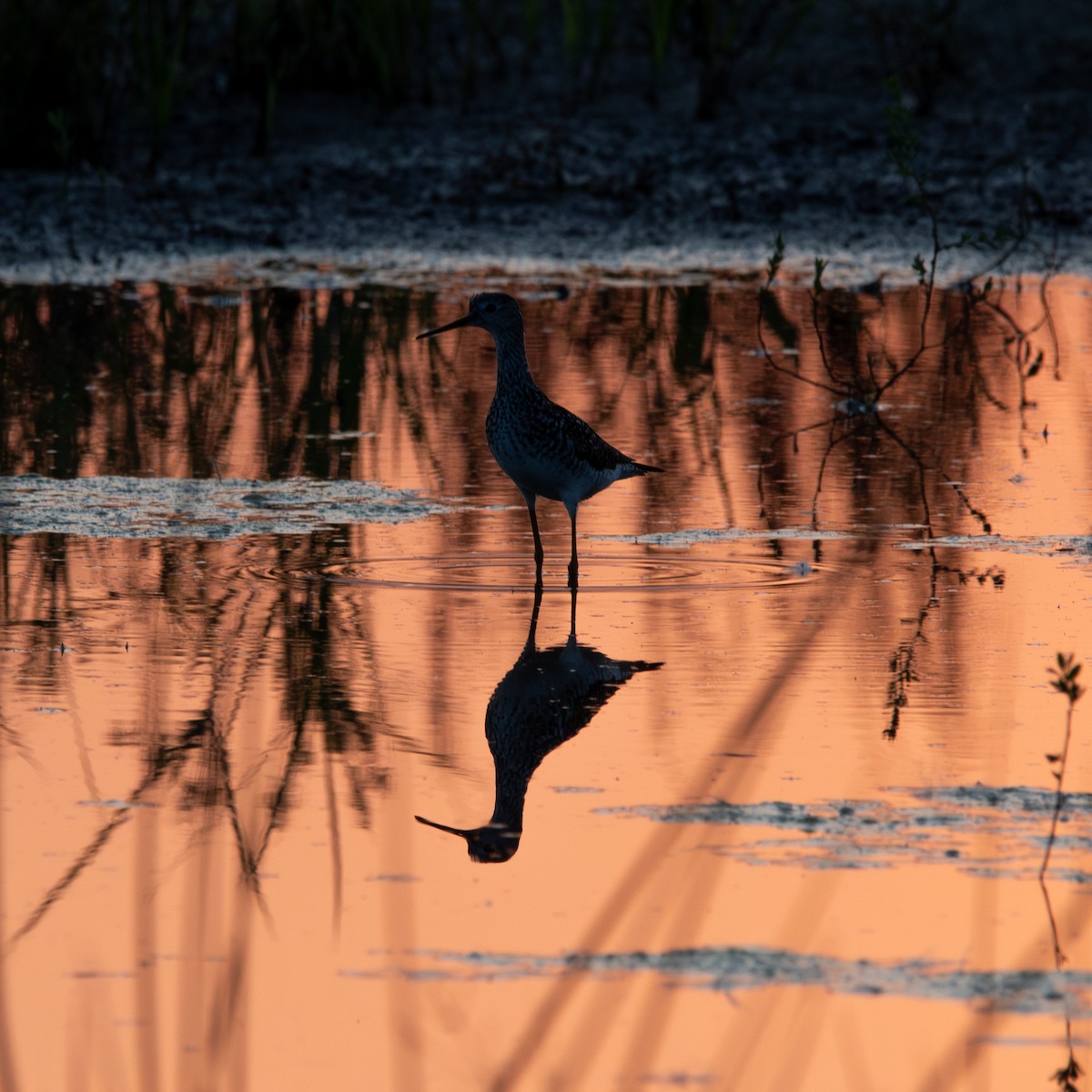 Lesser Yellowlegs - ML639588423