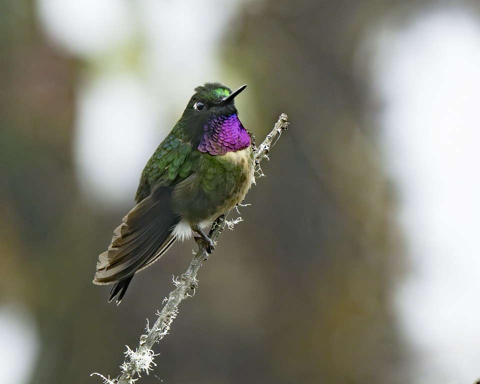Amethyst-throated Sunangel - ML639588466