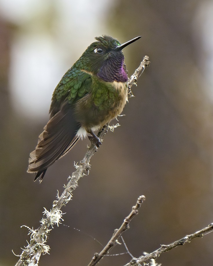 Amethyst-throated Sunangel - ML639588478
