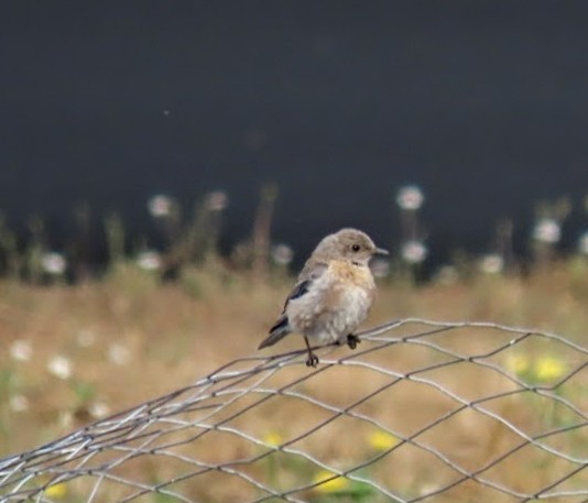 Western Bluebird - ML639588504