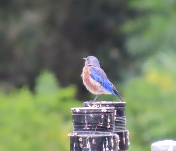 Western Bluebird - ML639588506