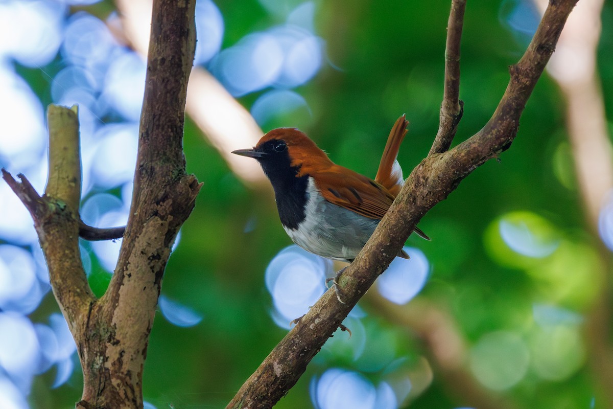 Okinawa Robin - ML639588520