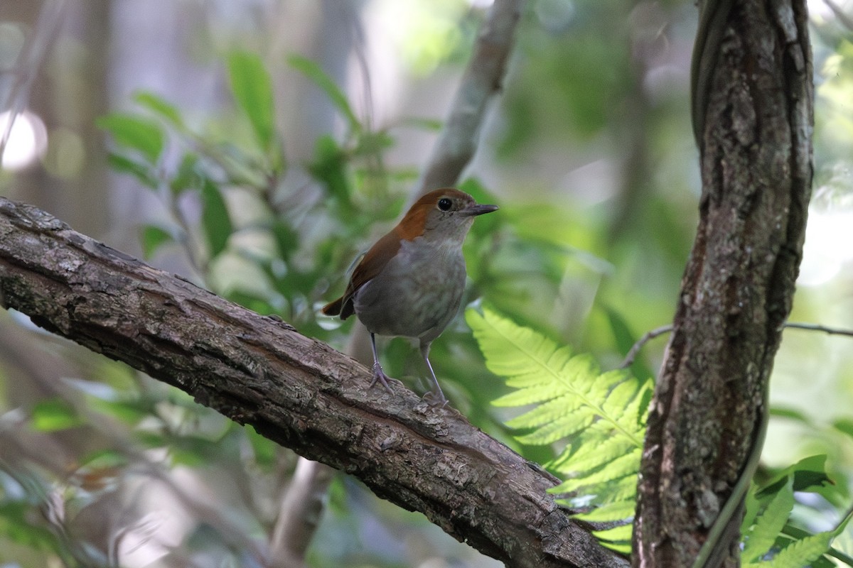 Okinawa Robin - ML639588523