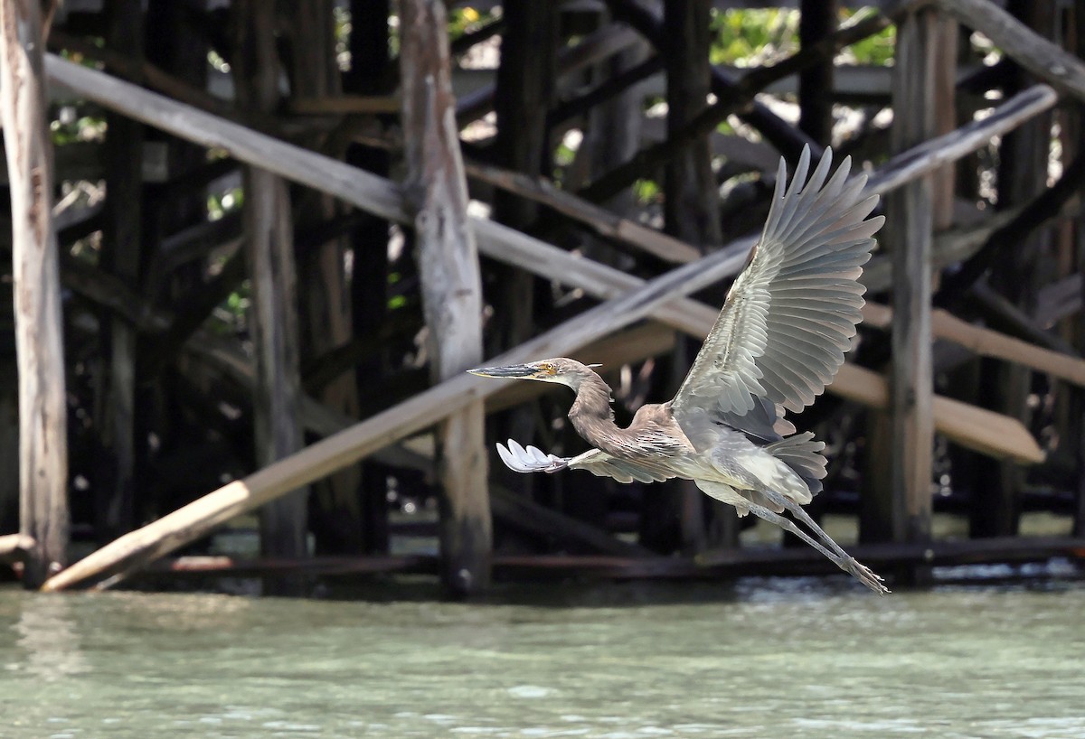 volavka šedohnědá - ML639588579