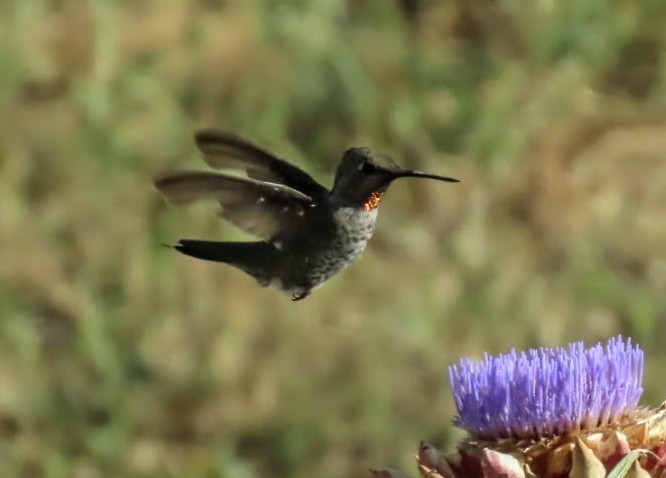 Anna's Hummingbird - ML639588679