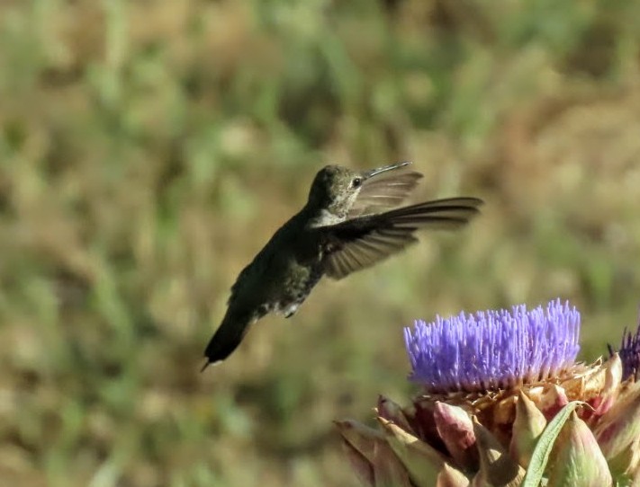 Anna's Hummingbird - ML639588683