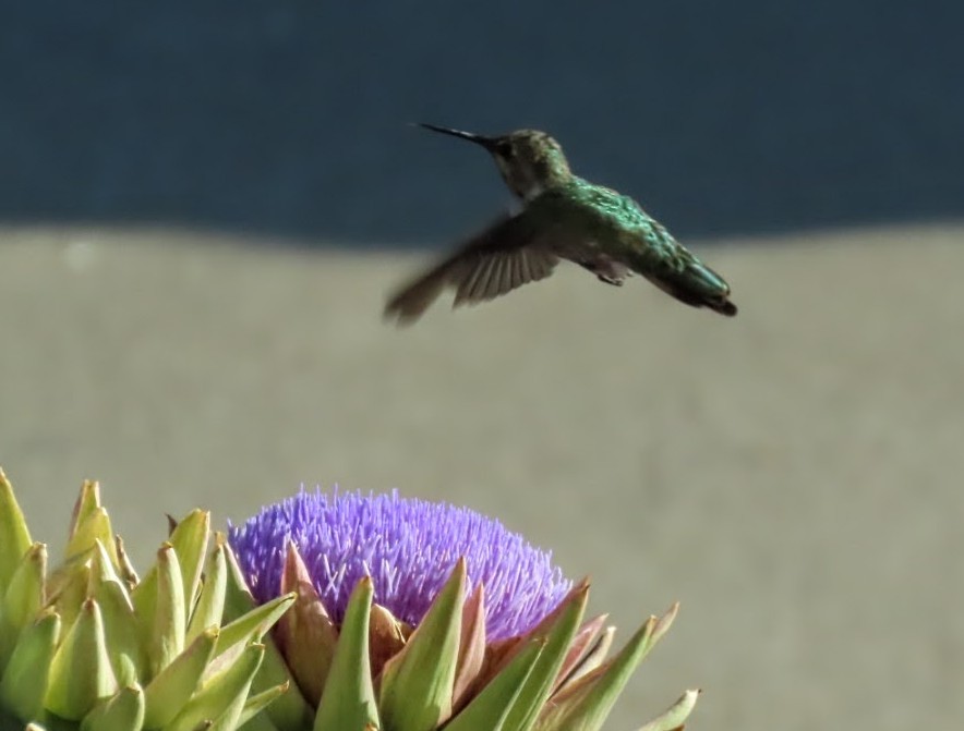 Anna's Hummingbird - ML639588685