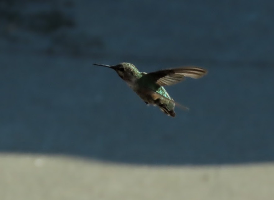 Anna's Hummingbird - ML639588694