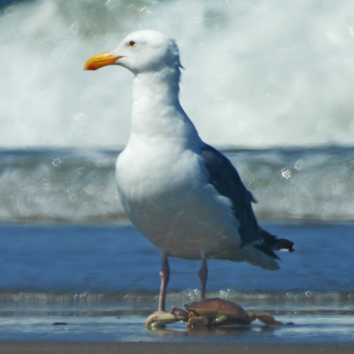 Western Gull - ML639588751