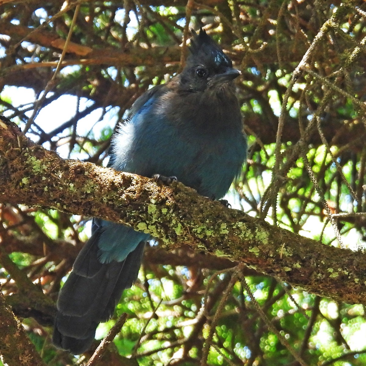 Steller's Jay (Coastal) - ML639588769