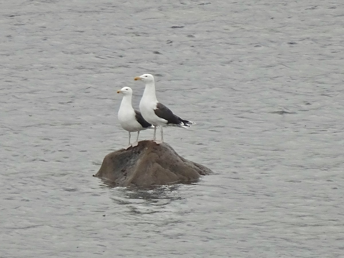 Great Black-backed Gull - ML639588785