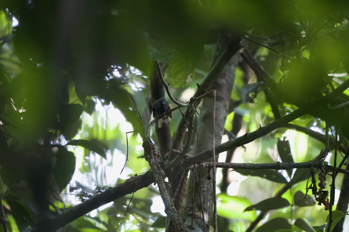 Chestnut-winged Babbler - ML639588870
