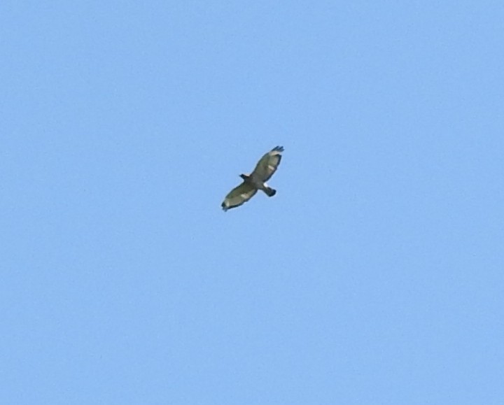 Broad-winged Hawk - ML639588907