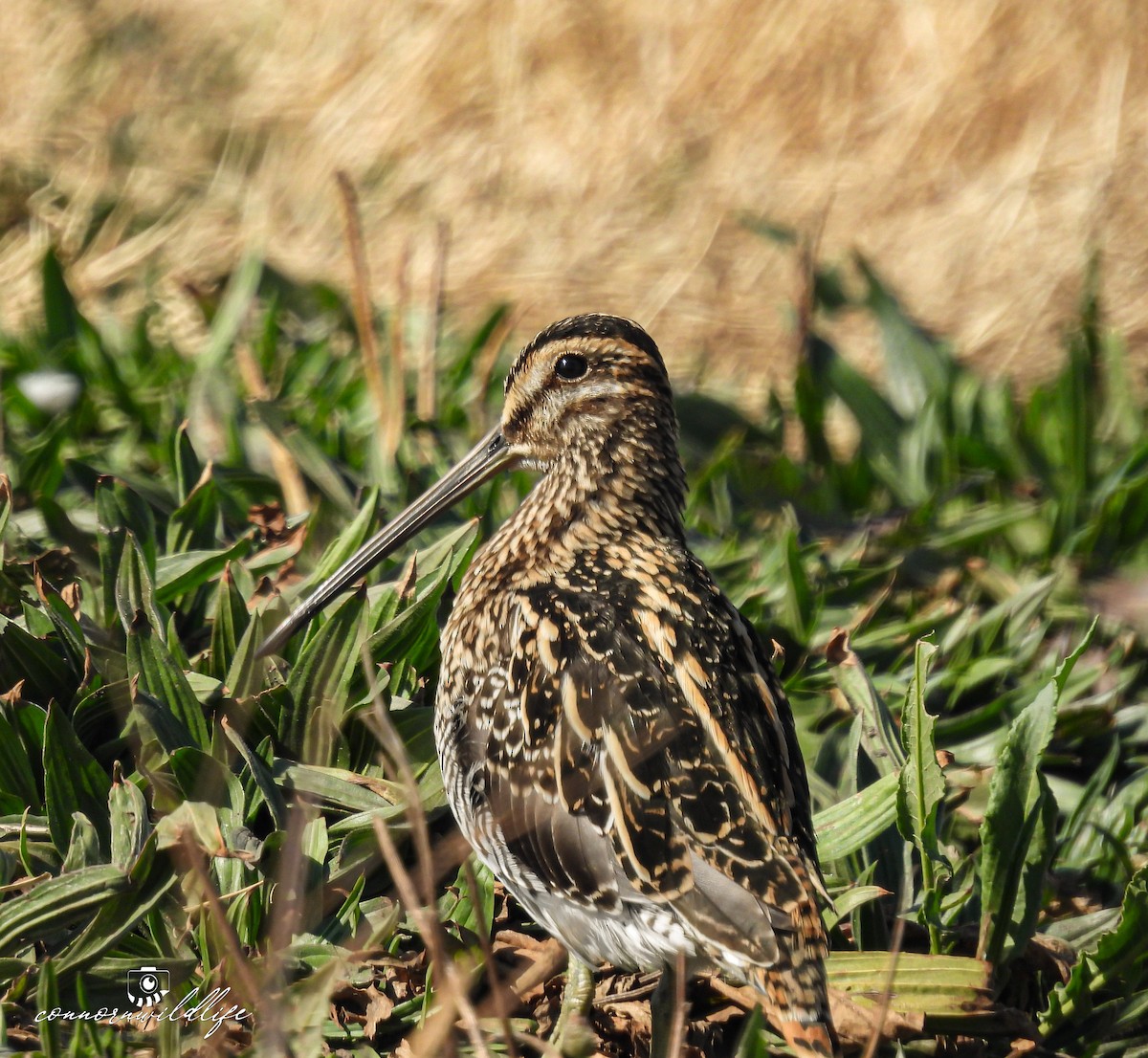 African Snipe - ML639588908