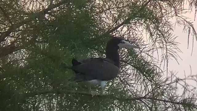 Brown Booby - ML639588910