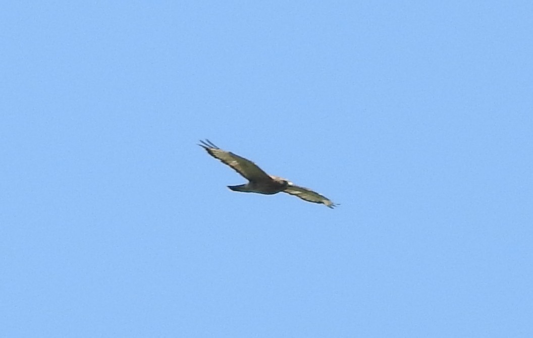 Broad-winged Hawk - ML639588922