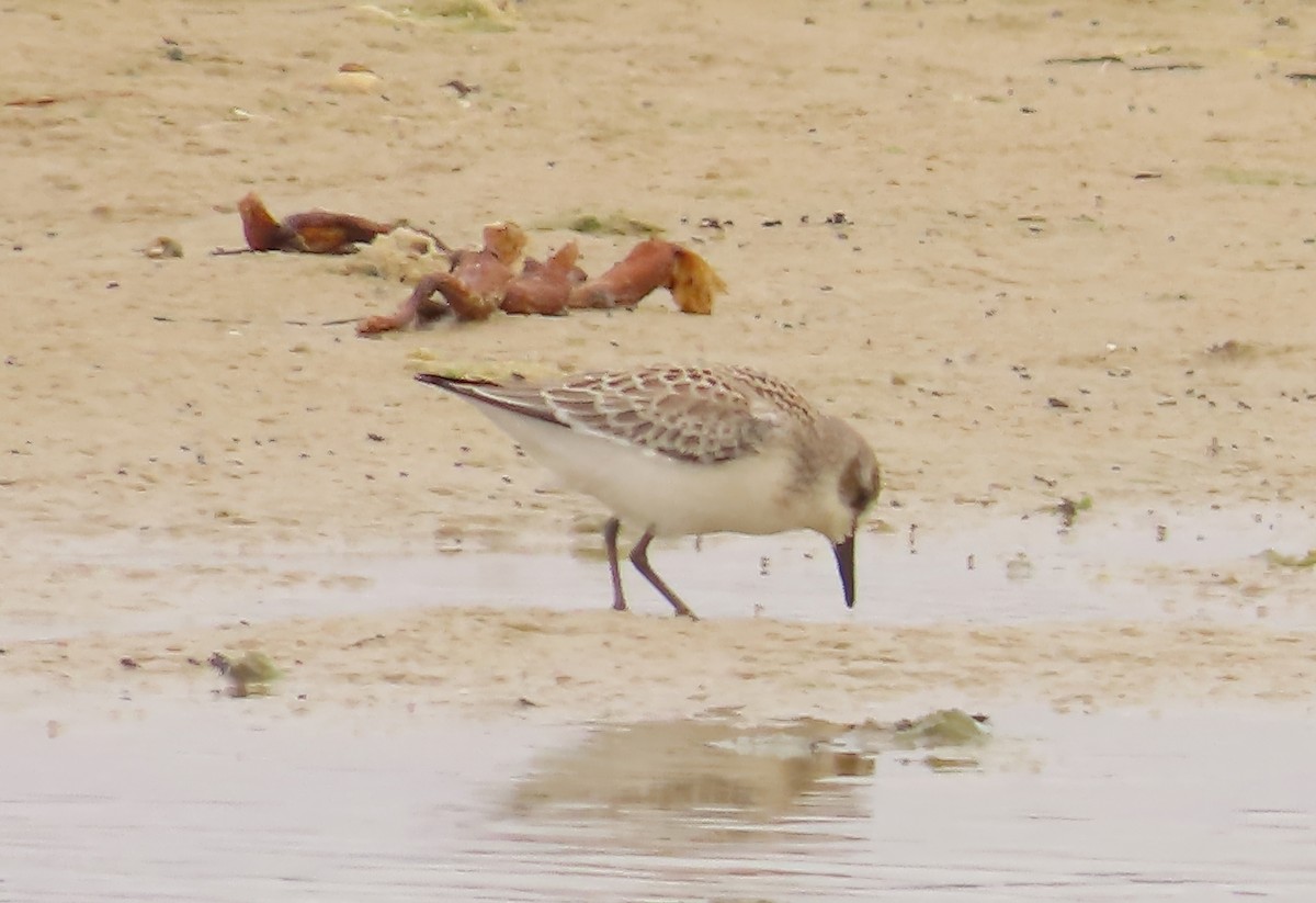 Semipalmated Sandpiper - ML639588928
