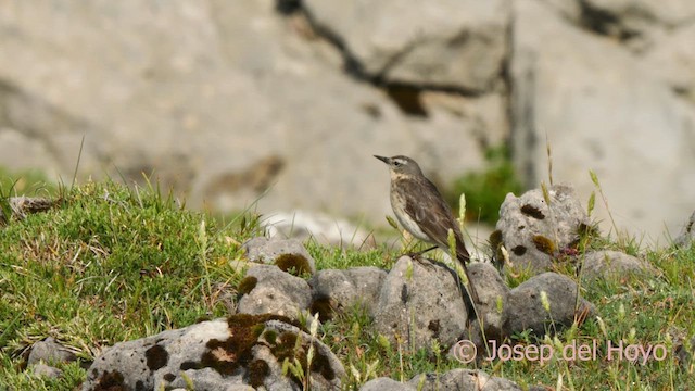 Pipit spioncelle - ML639588938