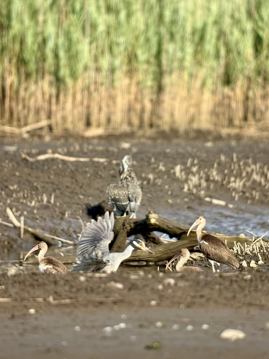 White Ibis - ML639588977