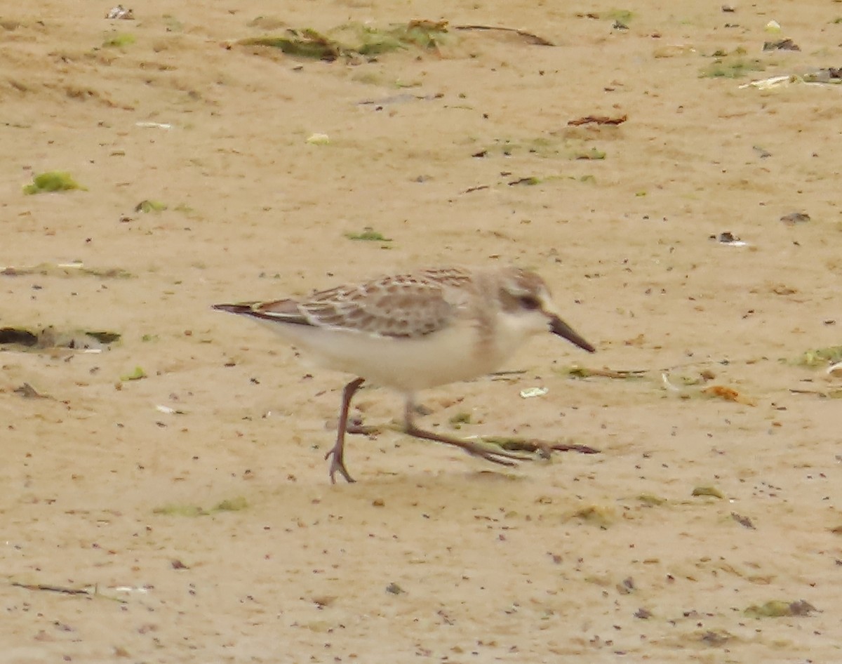 Semipalmated Sandpiper - ML639588993