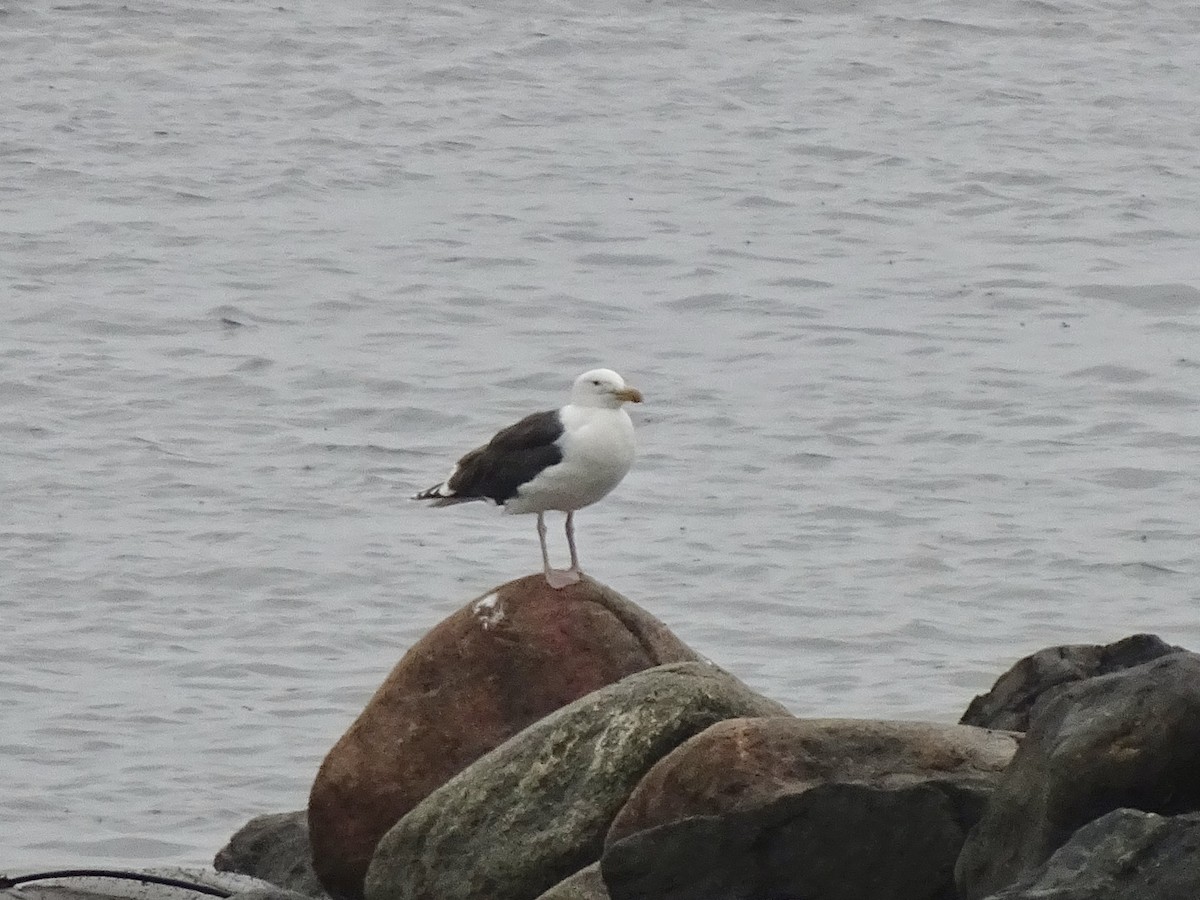 Great Black-backed Gull - ML639588998