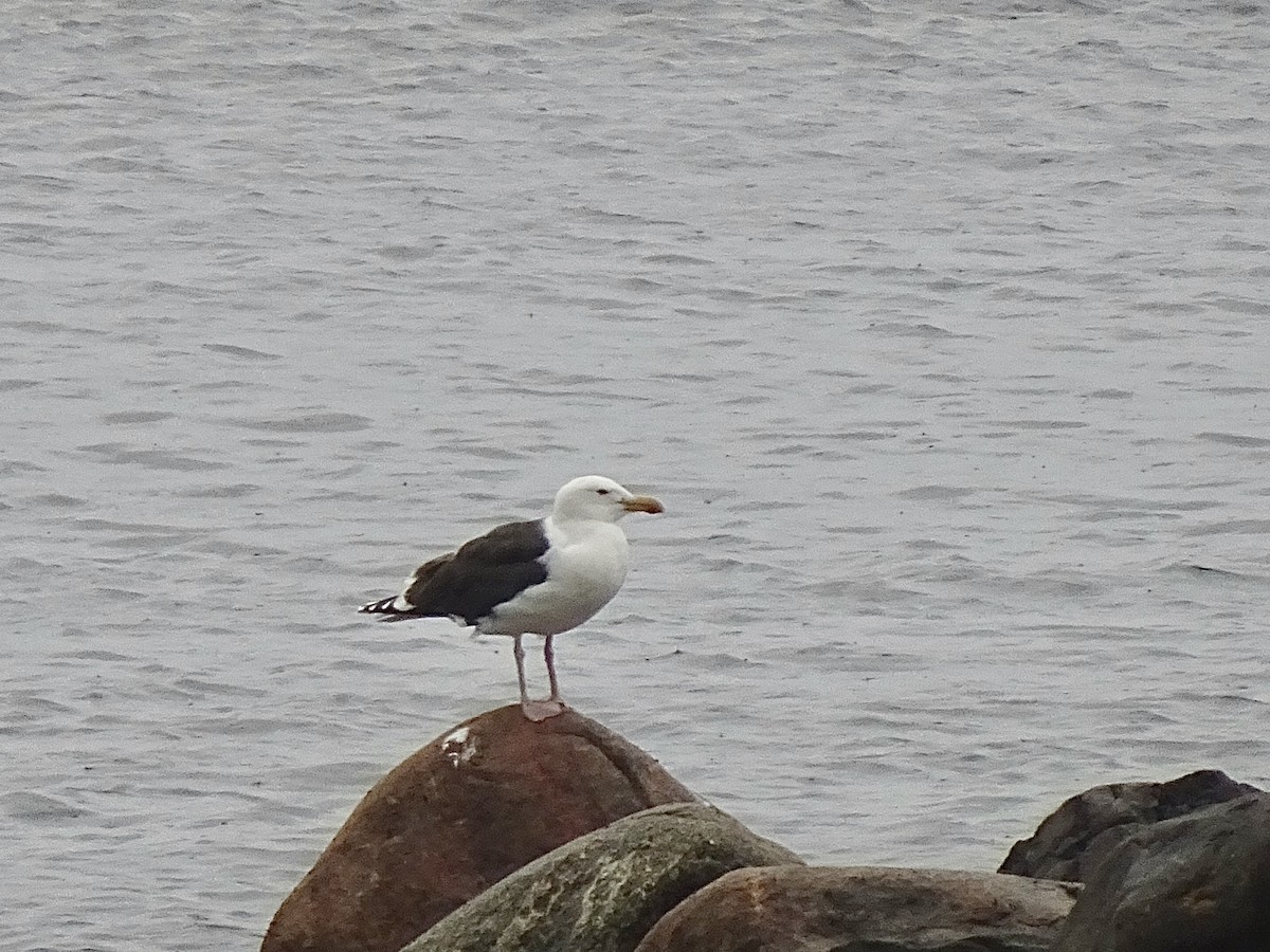 Great Black-backed Gull - ML639588999