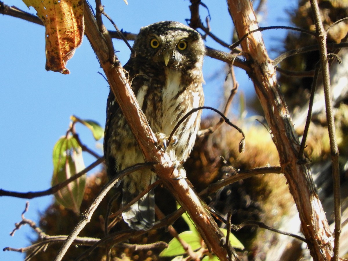 Yungas Pygmy-Owl - ML639589018