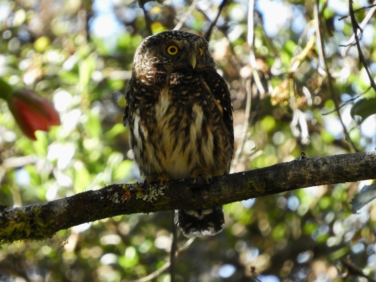 Yungas Pygmy-Owl - ML639589019