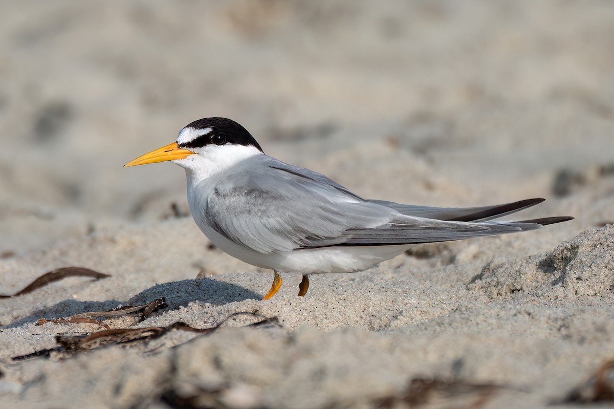Least Tern - ML639589024