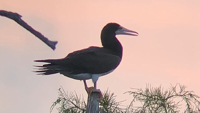 Brown Booby - ML639589189