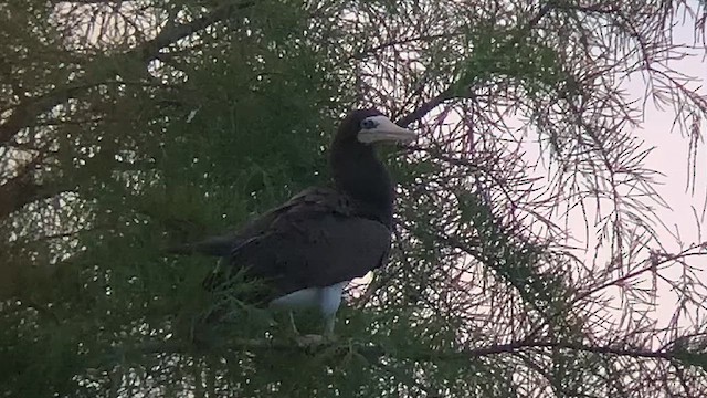Brown Booby - ML639589190