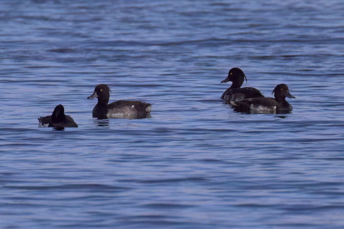 Tufted Duck - ML639589288