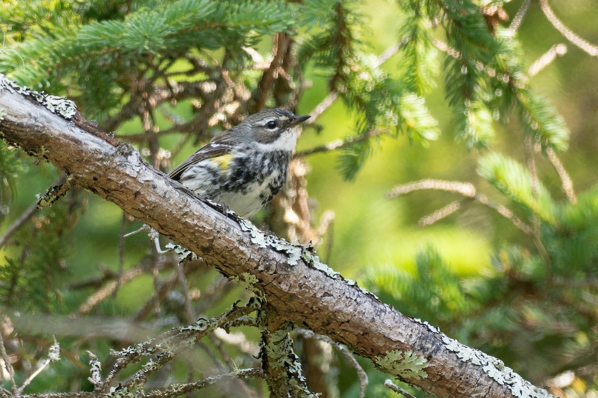 Yellow-rumped Warbler (Myrtle) - ML639589354