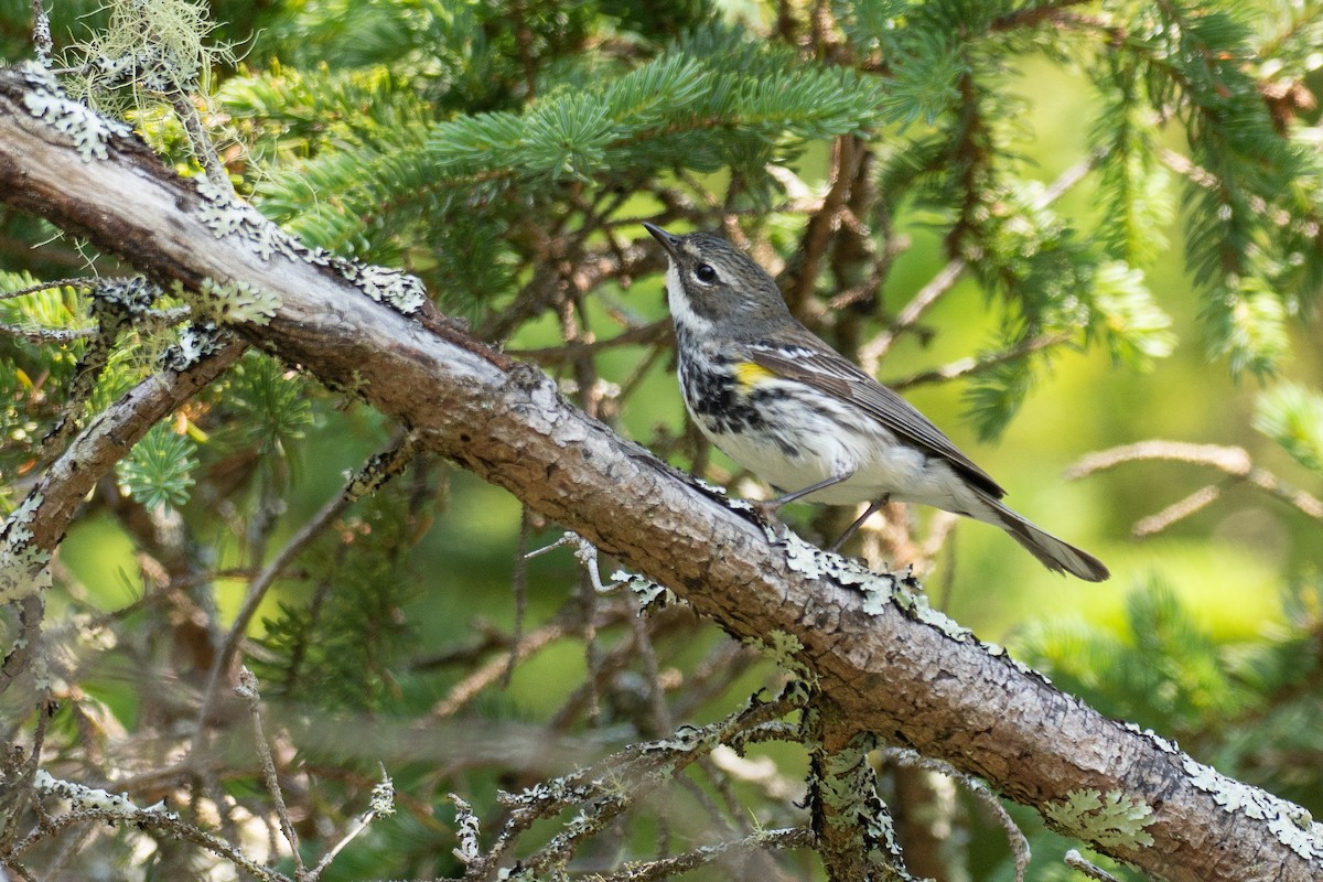 Yellow-rumped Warbler (Myrtle) - ML639589355