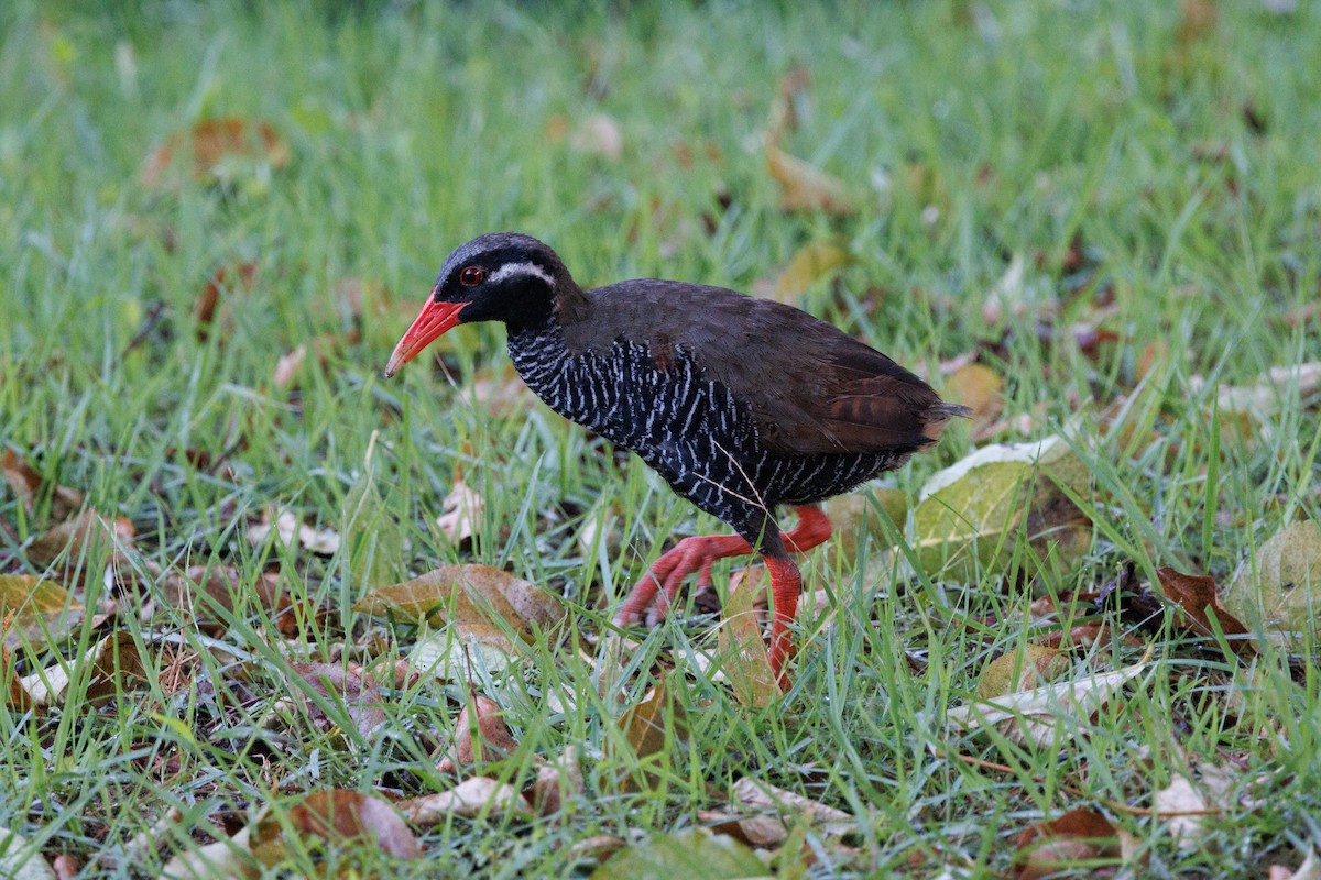 Okinawa Rail - ML639589358