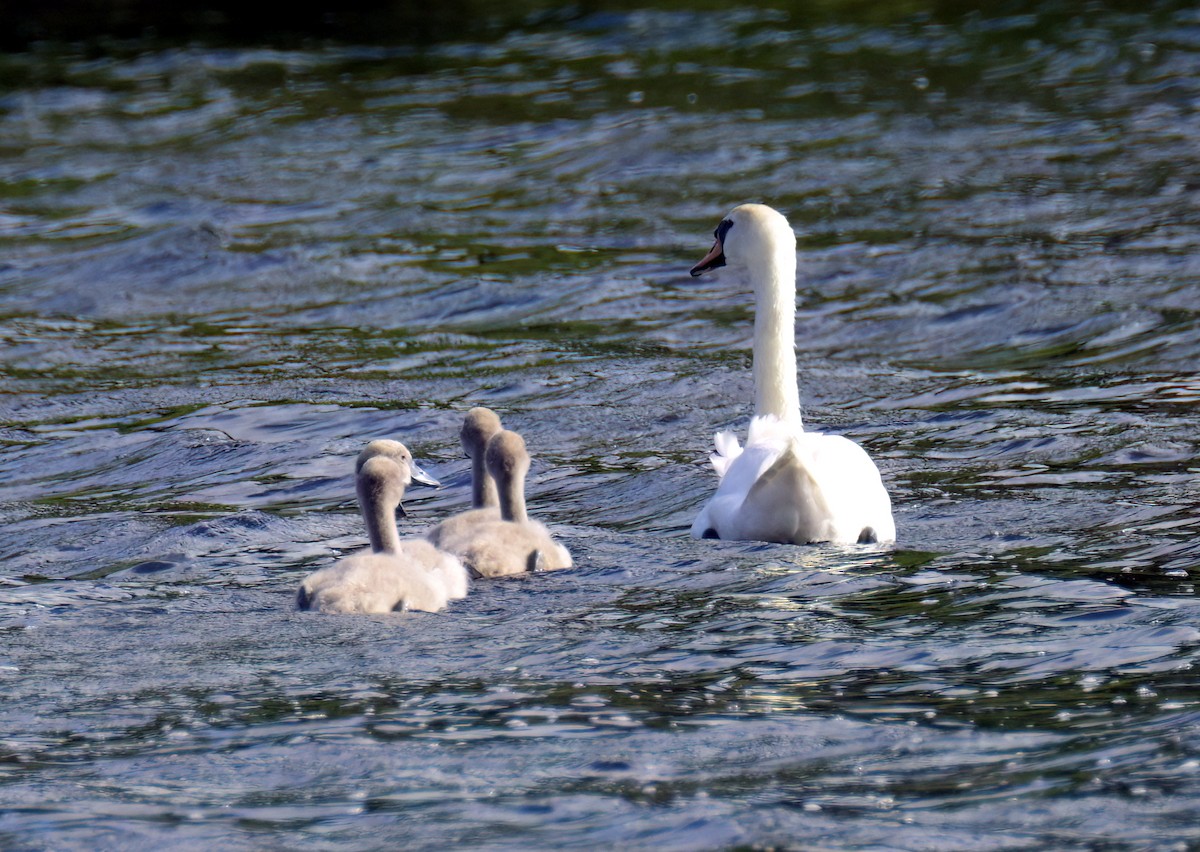 Mute Swan - ML639589365