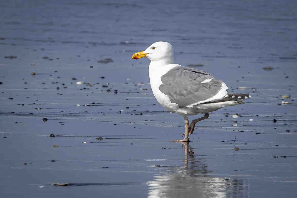 Western Gull - ML639589382