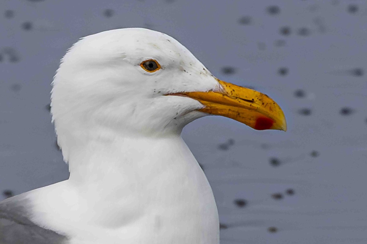 Western Gull - ML639589383