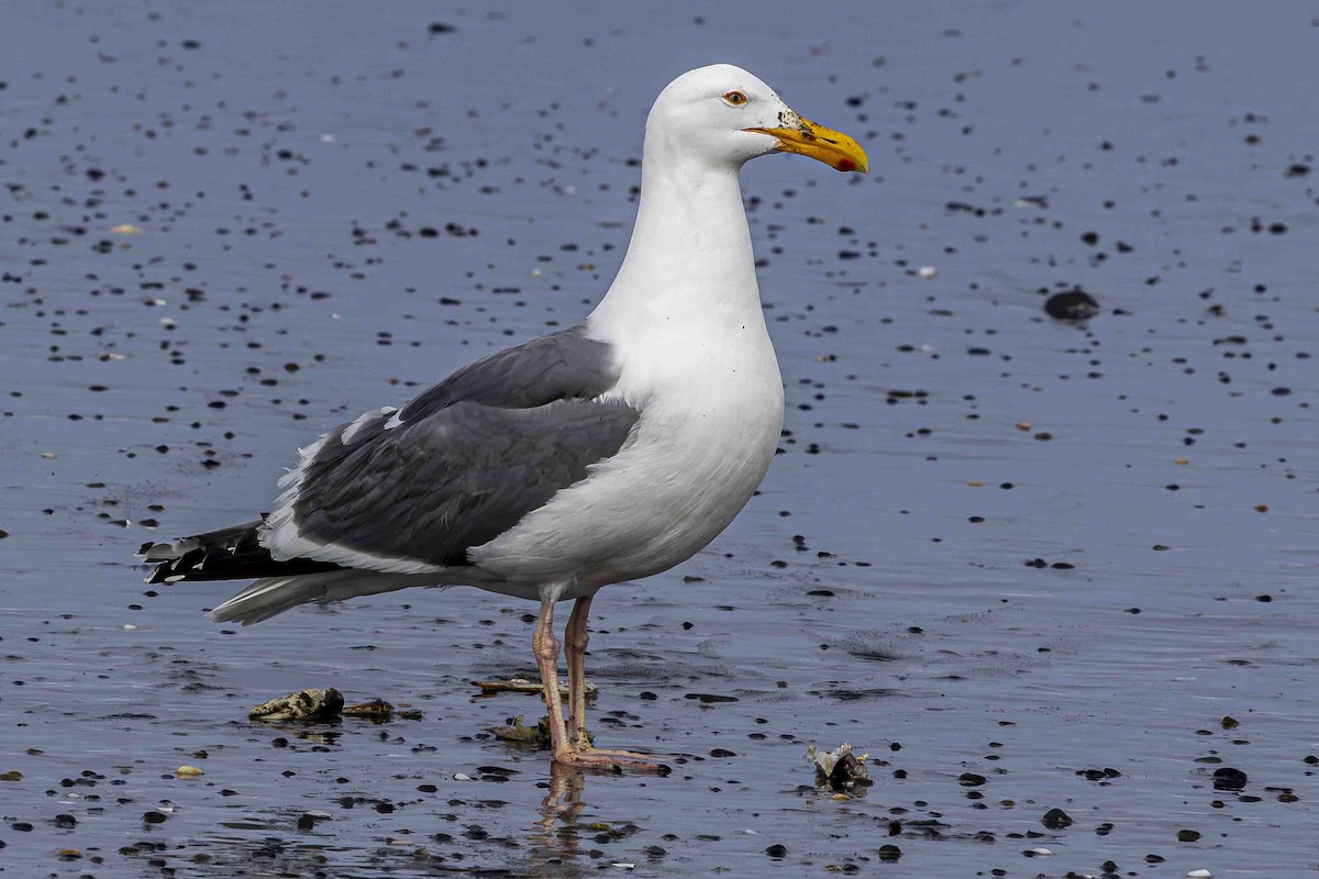 Western Gull - ML639589384
