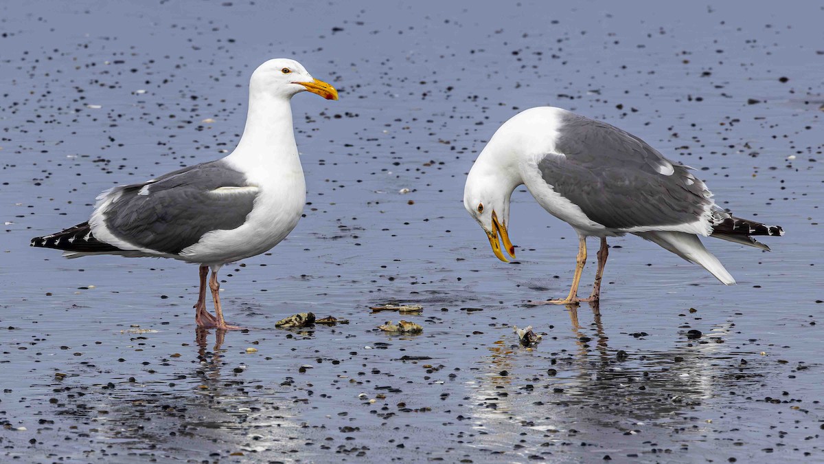 Western Gull - ML639589385