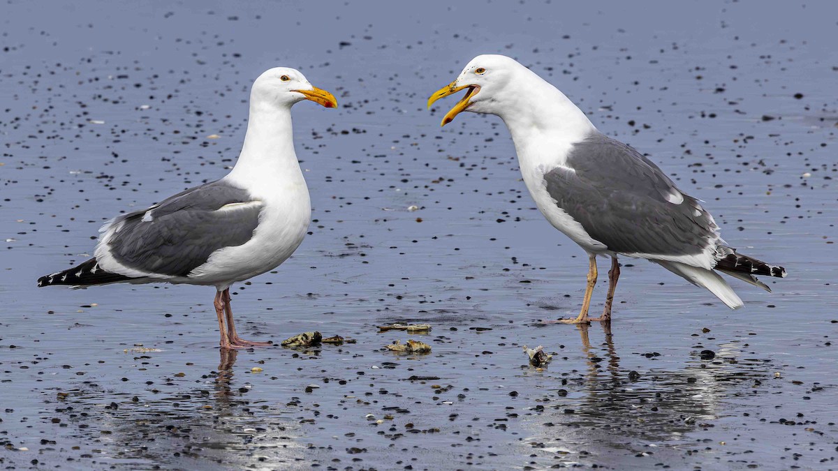 Western Gull - ML639589386