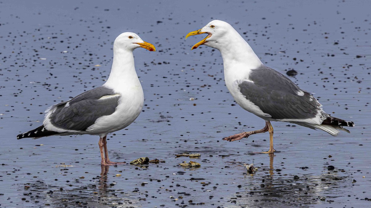 Western Gull - ML639589387
