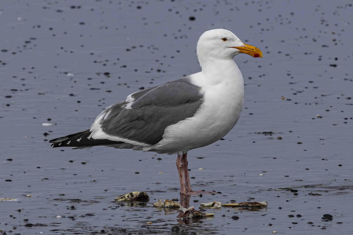 Western Gull - ML639589388