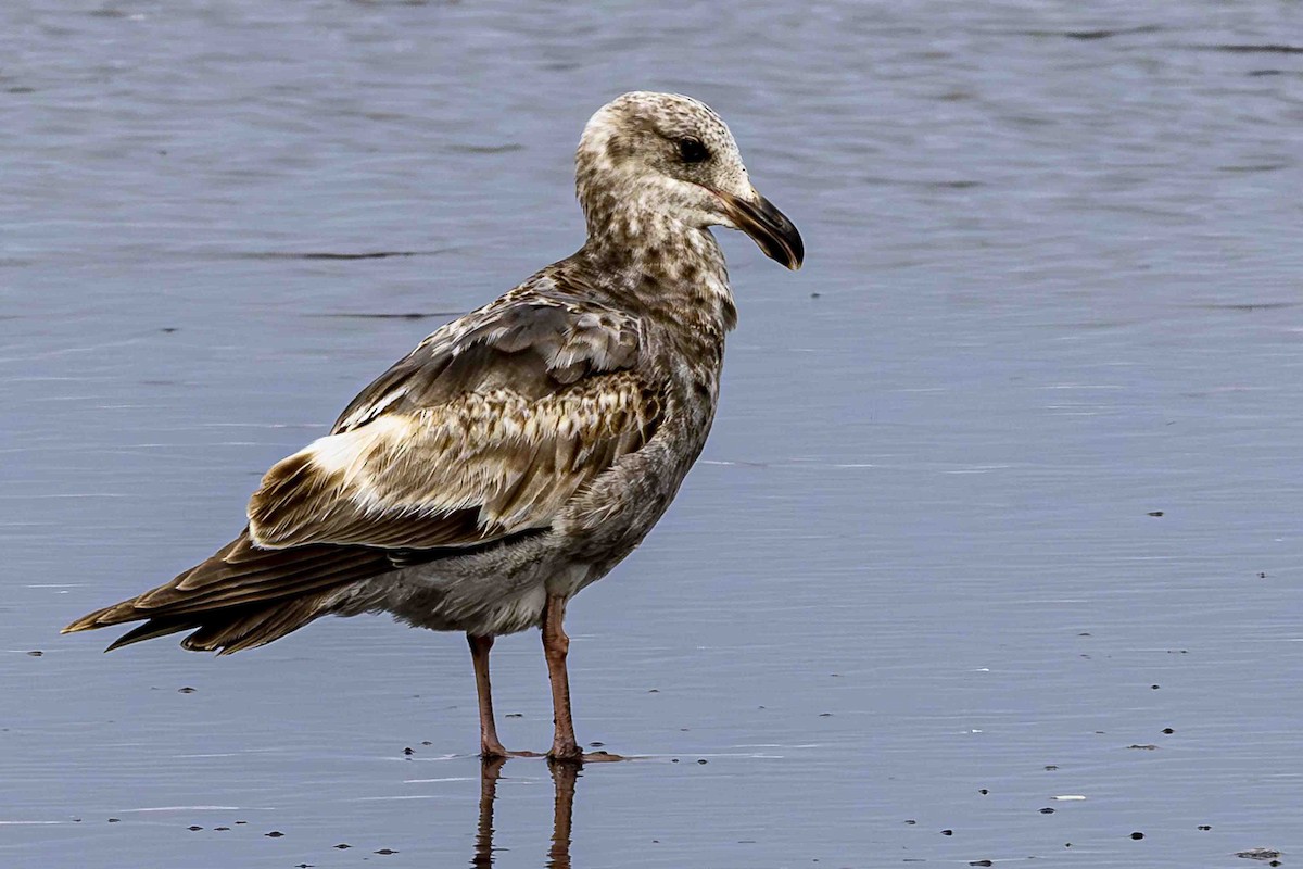 Western Gull - ML639589389