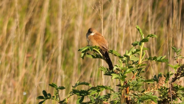 Fan-tailed Grassbird - ML639589408