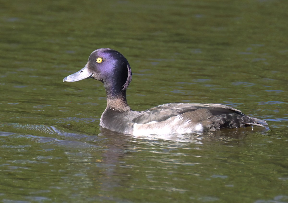 Tufted Duck - ML639589456
