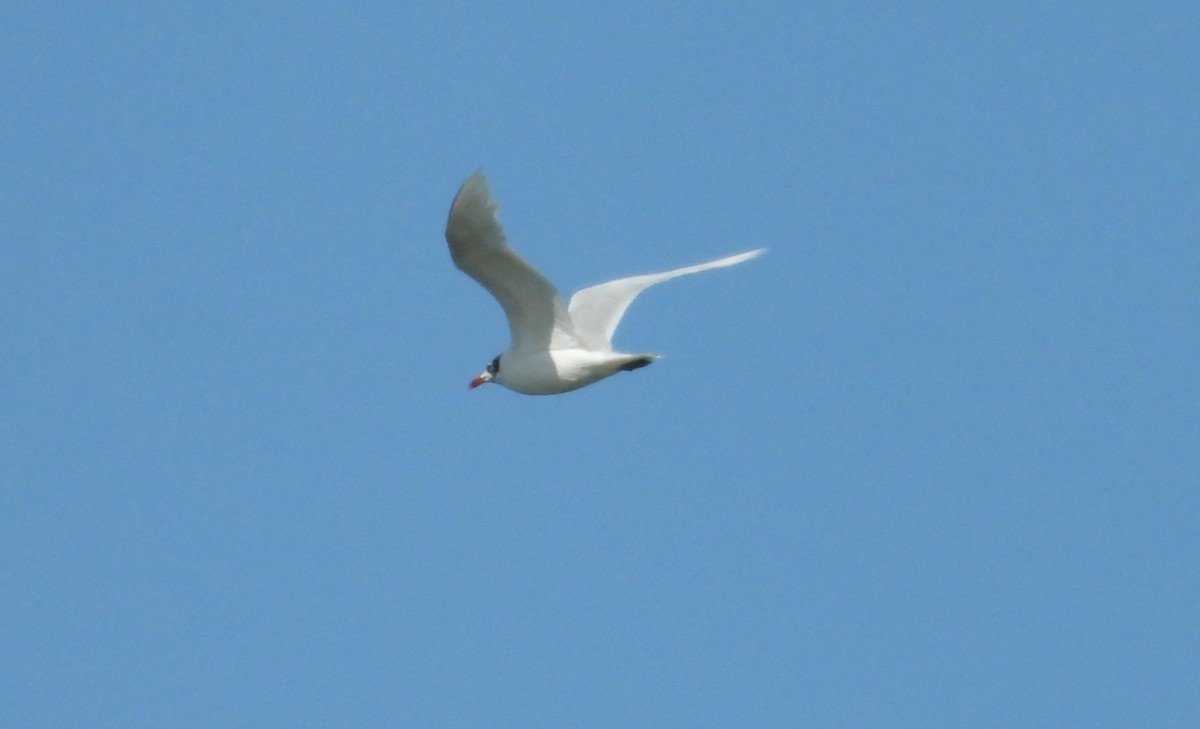 Mediterranean Gull - ML639589484