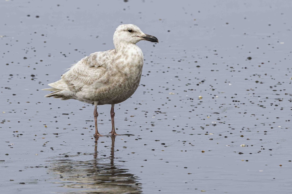 Glaucous-winged Gull - ML639589524