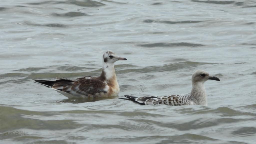 Mediterranean Gull - ML639589526